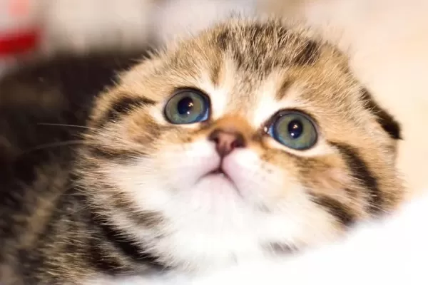 Minik Kıvrım Buyuk Sevgi Blackgolden Scottish Fold