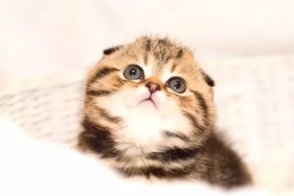 Minik Kıvrım Buyuk Sevgi Blackgolden Scottish Fold
