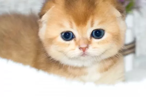 Kıvrık Kulaklı Golden Scottish Fold Shorthair