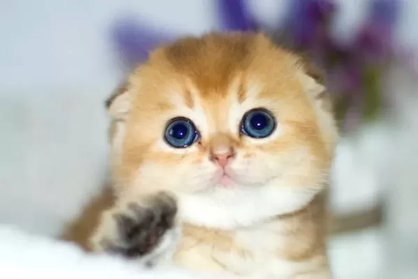 Kıvrık Kulaklı Golden Scottish Fold Shorthair