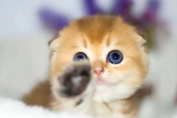 Kıvrık Kulaklı Golden Scottish Fold Shorthair