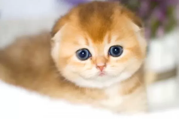 Kıvrık Kulaklı Golden Scottish Fold Shorthair