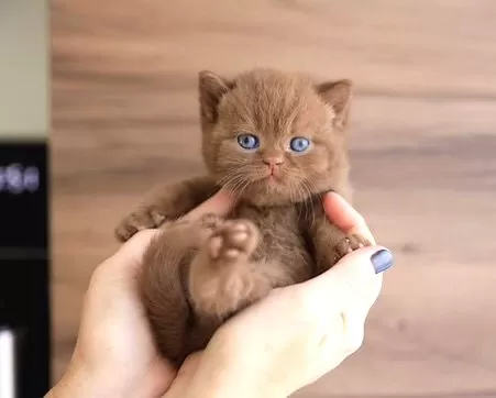 Minik Çikolata Topu Chocolate British Shorthair