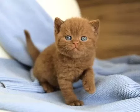 Minik Çikolata Topu Chocolate British Shorthair