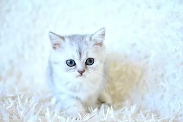 Show Kalite Ns25 British Shorthair Yavrumuz Disi