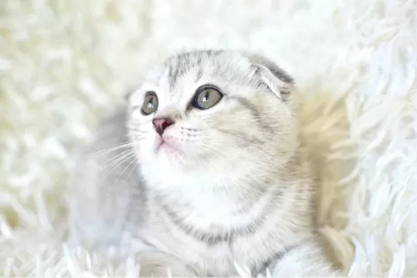 Best Klas Ns25 Scottish Fold Yavrumuz