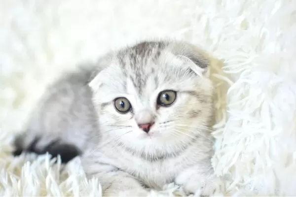 Best Klas Ns25 Scottish Fold Yavrumuz