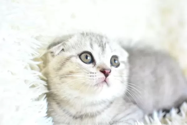 Best Klas Ns25 Scottish Fold Yavrumuz