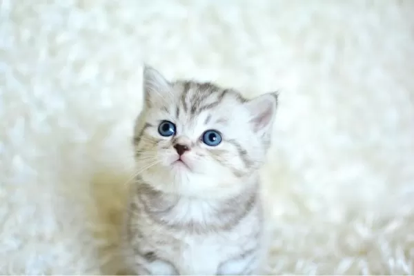 Muhteşem Kalite Silver Tabby Ns24 British Shorthair