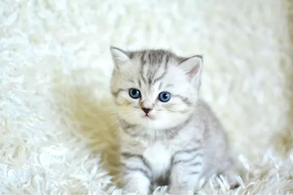 Muhteşem Kalitede Silver Tabby Ns24