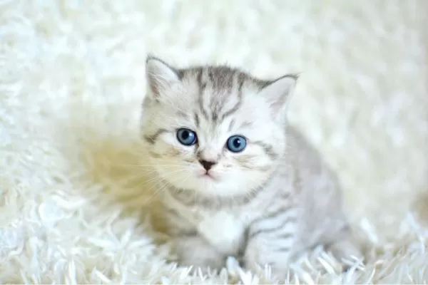 Muhteşem Kalite Silver Tabby Ns24 British Shorthair