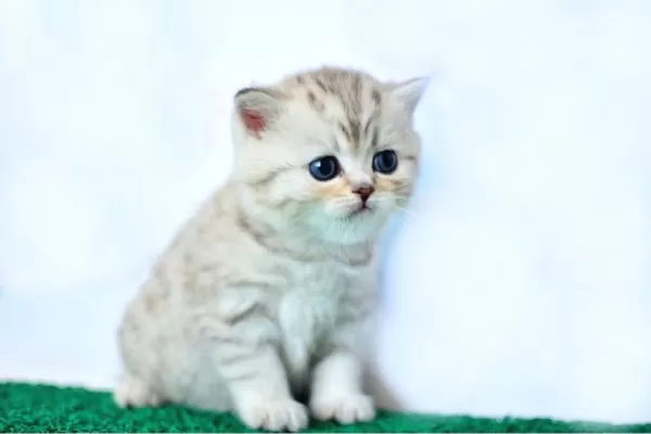 British Shorthair Yavrumuz