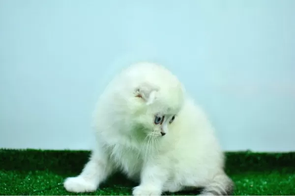 Bem Beyaz Ns 11 33 Scottish Fold
