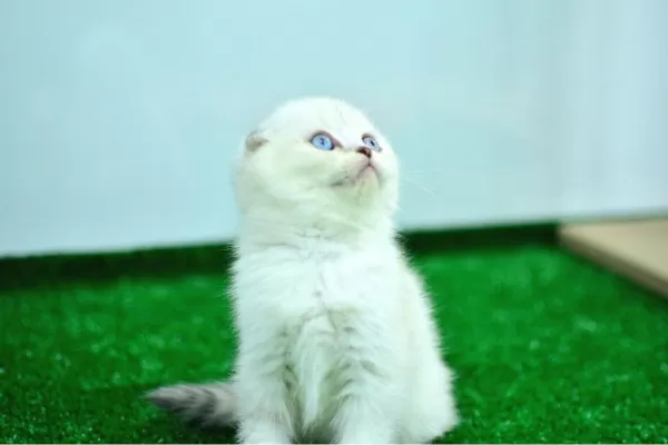 Bem Beyaz Ns 1133 Scottish Fold