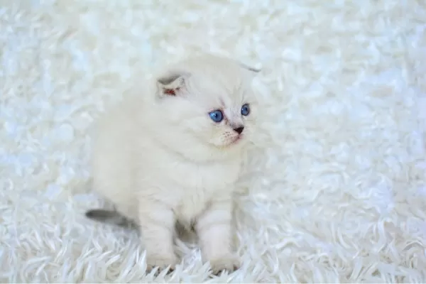 Show Kalite Silver Ns1133 Scottish Fold Yavrumuz