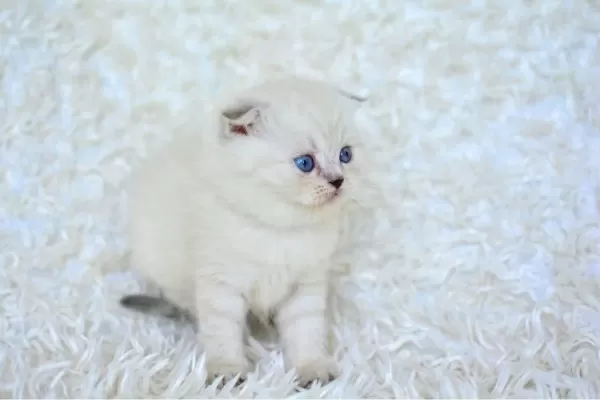 Show Kalite Silver Ns1133 Scottish Fold