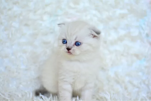 Show Kalite Silver Ns1133 Scottish Fold Yavrumuz