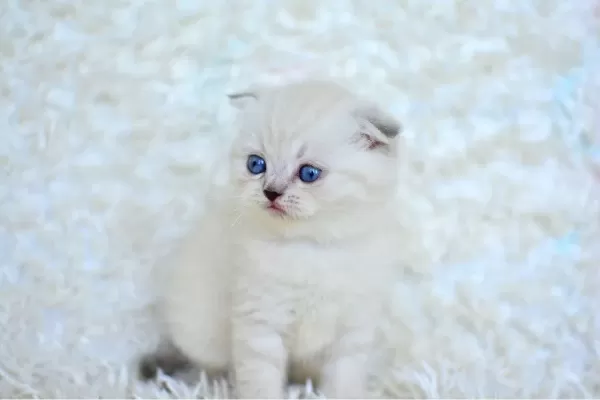 Show Kalite Silver Ns1133 Scottish Fold