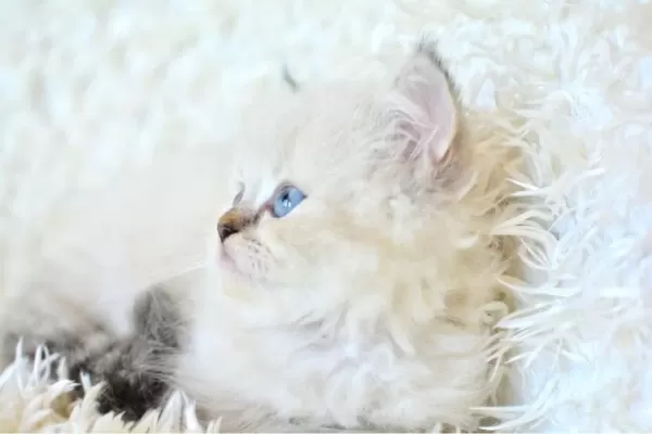 Mas Mavi Gozlu Muhteşem British Longhair