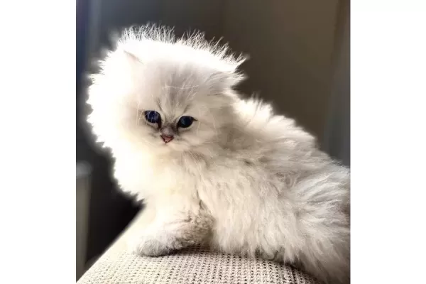 Bomba güzellik silver british long hair