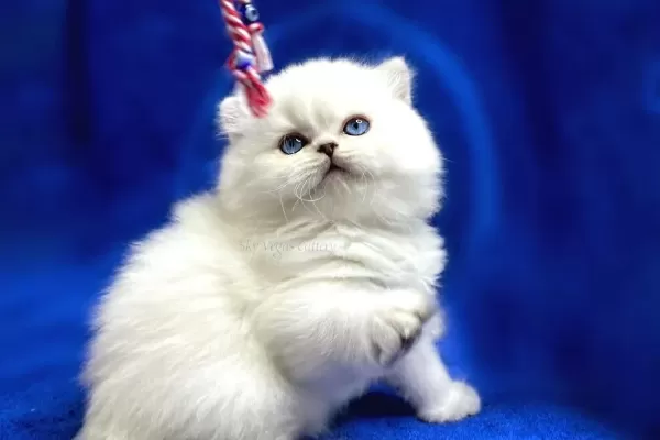 İpek Tüylü NS1133 British Longhair