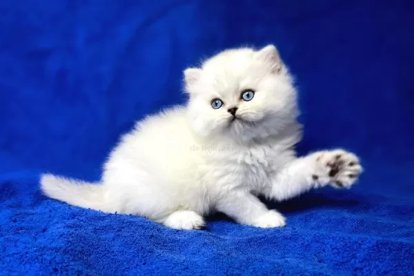İpek Tüylü NS1133 British Longhair