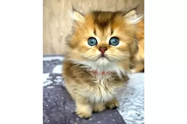 Altın Yumağımız Black Golden British Longhair