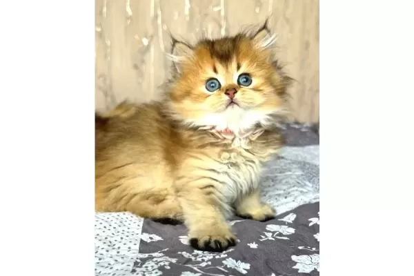 Altın Yumağımız Black Golden British Longhair