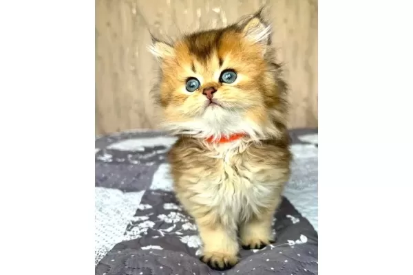 Altın Yumağımız Black Golden British Longhair