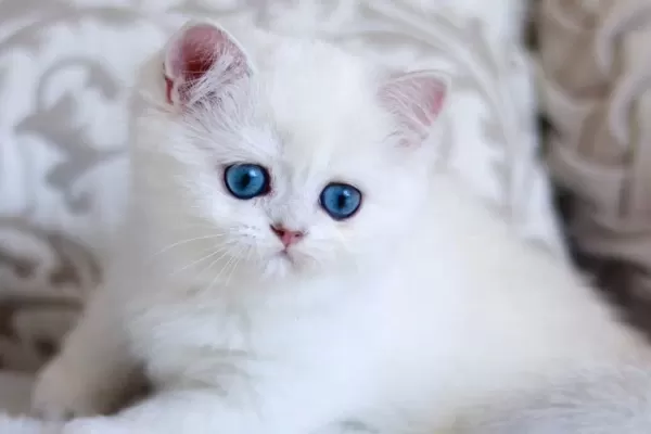 Pamuk Gibi Silver British Shorthair