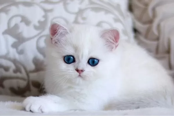 Pamuk Gibi Silver British Shorthair