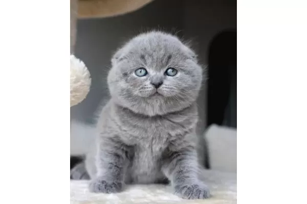 Duman Grisi Scottish Fold Shorthair