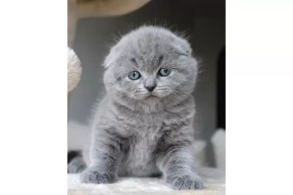 Duman Grisi Scottish Fold Shorthair
