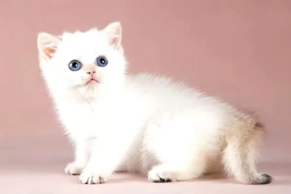 Kaliteli Silver British Shorthair