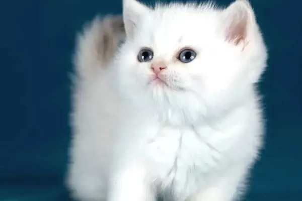 Bem Beyaz Silver British Shorthair Ns1133