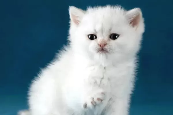 Bem Beyaz Silver British Shorthair Ns1133