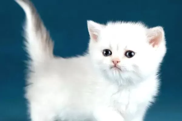 Bem Beyaz Silver British Shorthair Ns1133