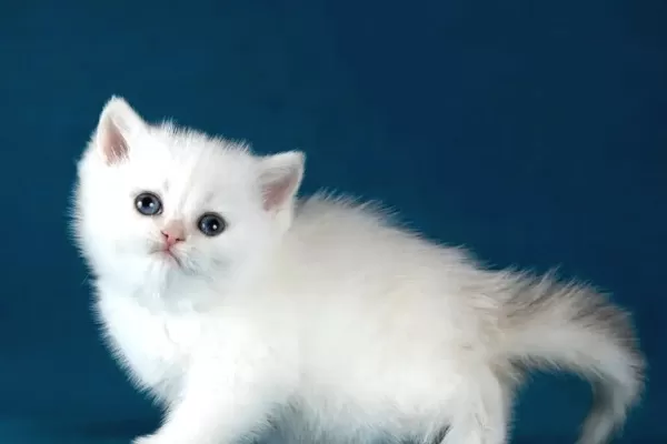 Bem Beyaz Silver British Shorthair Ns1133