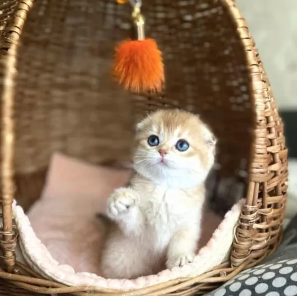 Üstün Kalite Top Kafa Golden Ny12 Scottish Fold Shorthair