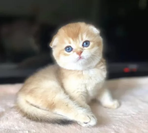 Üstün Kalite Top Kafa Golden Ny12 Scottish Fold Shorthair