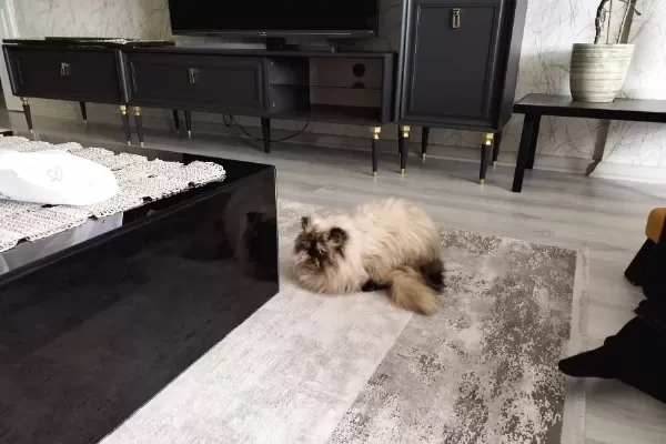 2 5 Yasında Disi Mavi Isimli Kızımız Yeni Yuvasını Arıyor