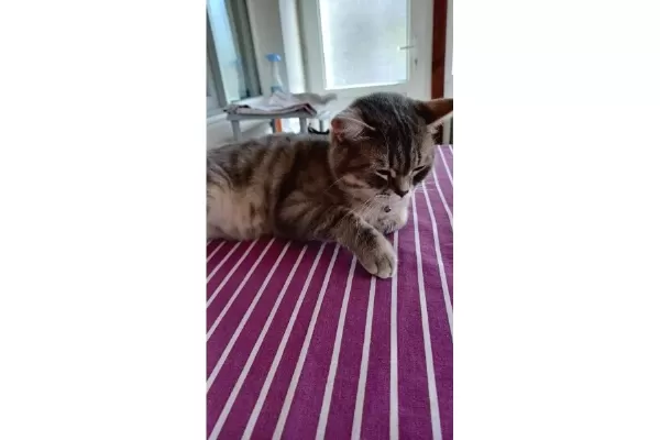 Skotish Ile British Kırması Kısır Sakin Mizaclı Erkek