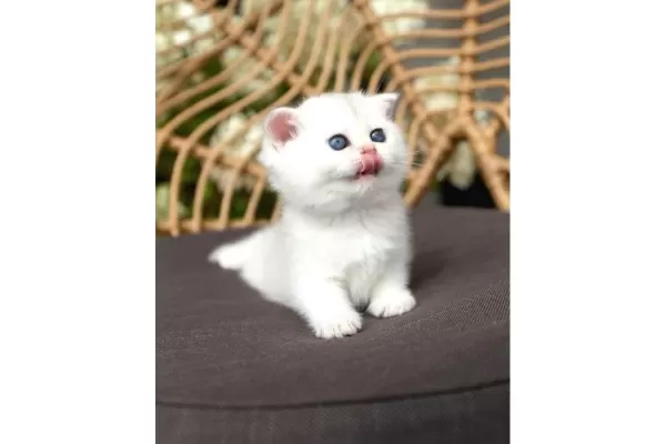 Ozenle Yetistirilmis Silver British Shorthair