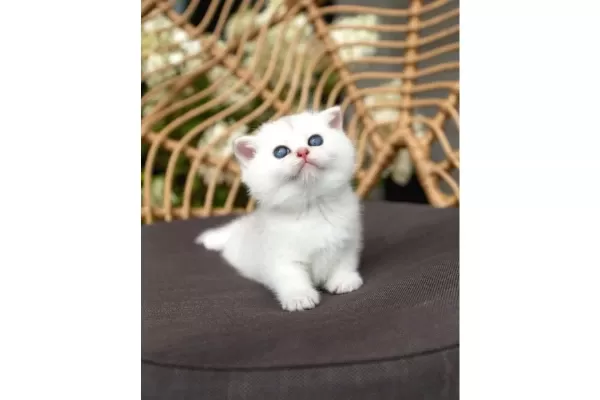 Ozenle Yetistirilmis Silver British Shorthair