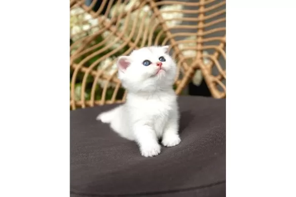 Ozenle Yetistirilmis Silver British Shorthair
