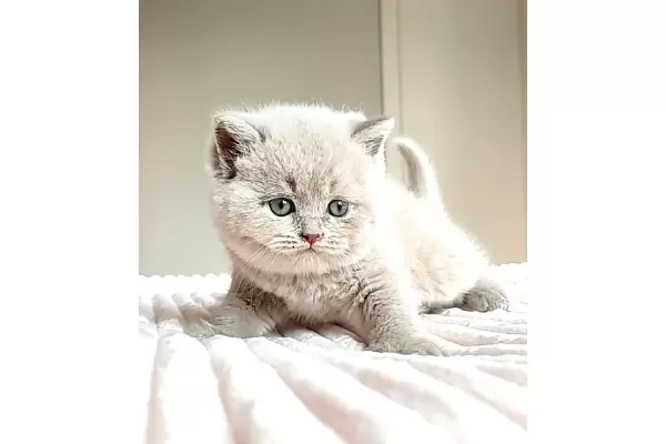 Mahsun bebeğim Lilac British Shorthair
