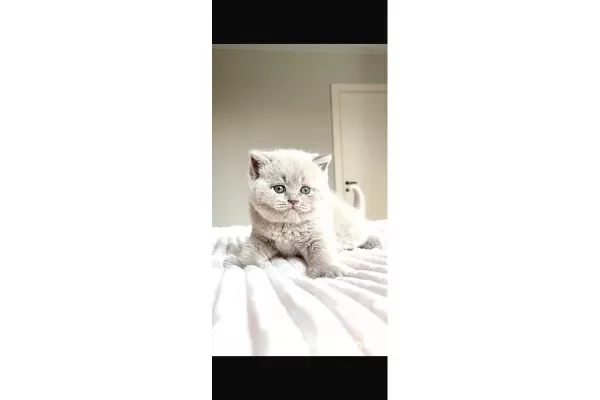 Mahsun bebeğim Lilac British Shorthair
