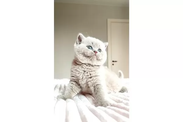 Mahsun bebeğim Lilac British Shorthair