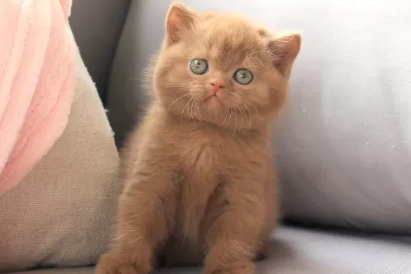 Ozel Rengiyle Chocolate British Shorthair