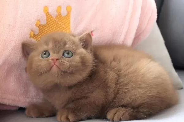 Ozel Rengiyle Chocolate British Shorthair